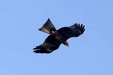 Black Kite
